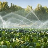 Kako sijati kupus za sadnice u stakleniku